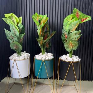 potted plants