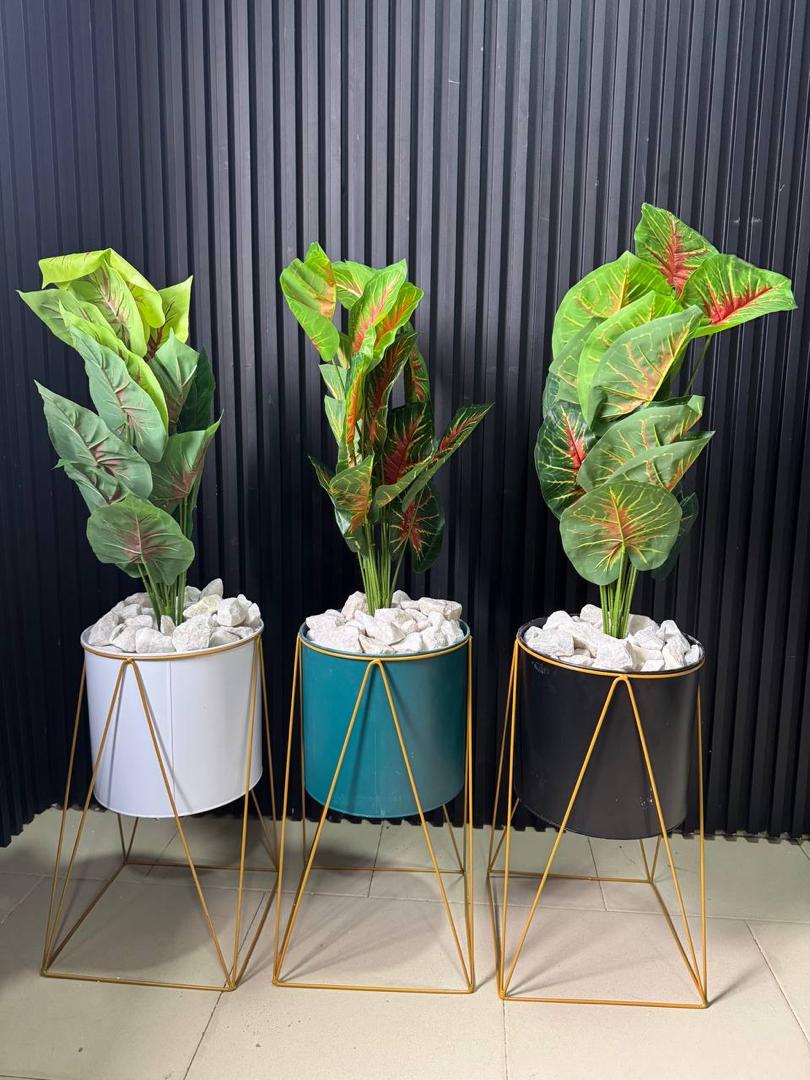 potted plants